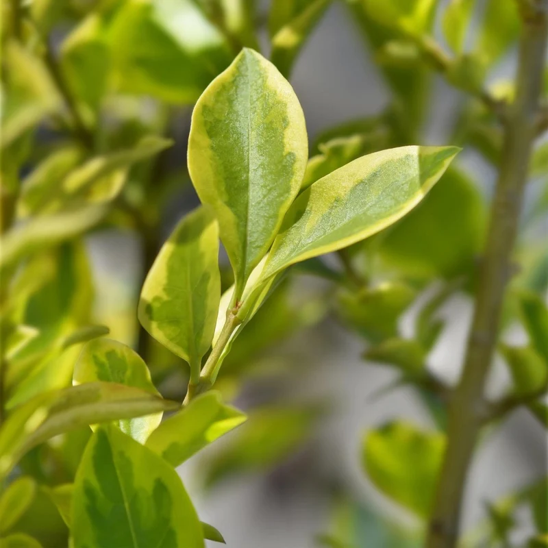 Ligustrum 'Aureum' – 8 Heckenpflanzen für 1 lfm | Immergrün & pflegeleicht