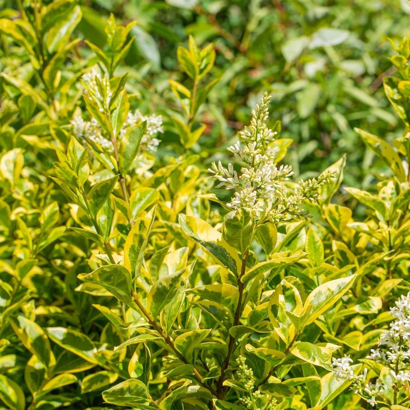 Ligustrum 'Aureum' – 8 Heckenpflanzen für 1 lfm | Immergrün & pflegeleicht