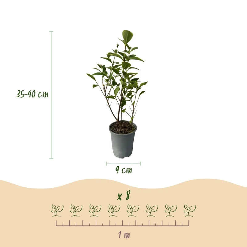 Ligustrum 'Aureum' – 8 Heckenpflanzen für 1 lfm | Immergrün & pflegeleicht