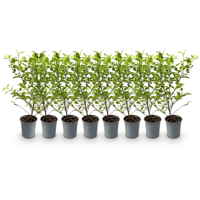 Ligustrum 'Aureum' – 8 Heckenpflanzen für 1 lfm | Immergrün & pflegeleicht