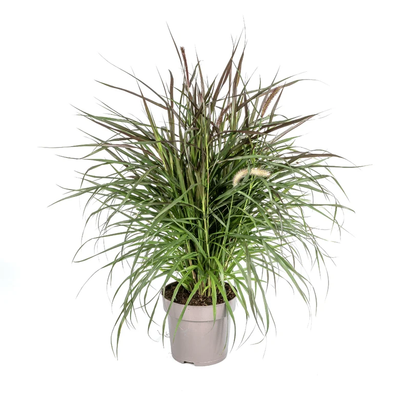Lampenputzergras Pennisetum x advena 'Chelsea' | Ø27 cm Topf – Höhe 70–80 cm – Ziergras