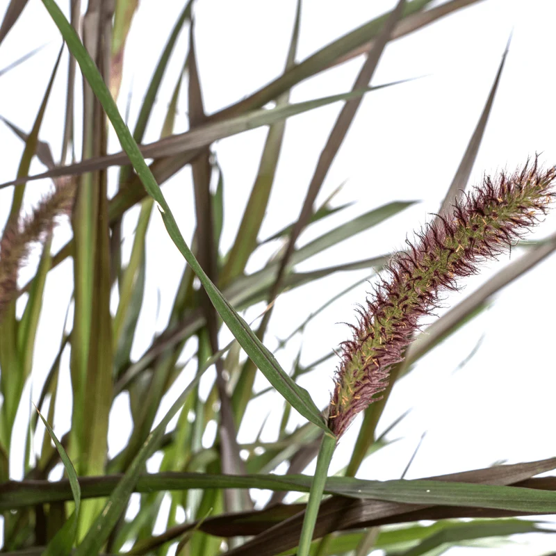 Lampenputzergras Pennisetum x advena 'Chelsea' | Ø27 cm Topf – Höhe 70–80 cm – Ziergras
