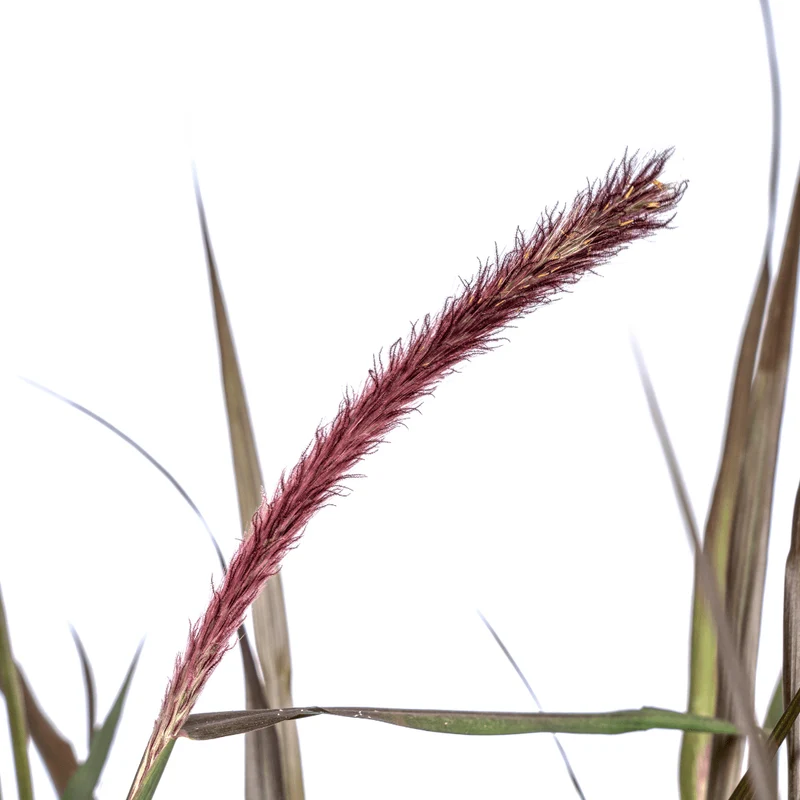 Lampenputzergras Pennisetum x advena 'Chelsea' | Ø27 cm Topf – Höhe 70–80 cm – Ziergras
