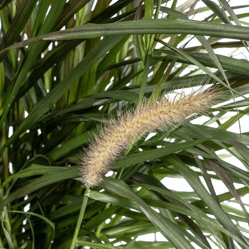 Lampenputzergras Pennisetum x advena 'Chelsea' | Ø27 cm Topf – Höhe 70–80 cm – Ziergras