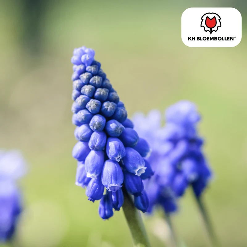 Muscari Blue Moon – 20 Stück | Zarte Traubenhyazinthen