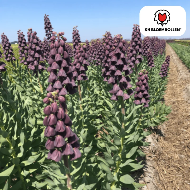 Fritillaria Lila Favorit – 5 Zwiebeln | Purpurne Glockenblüten