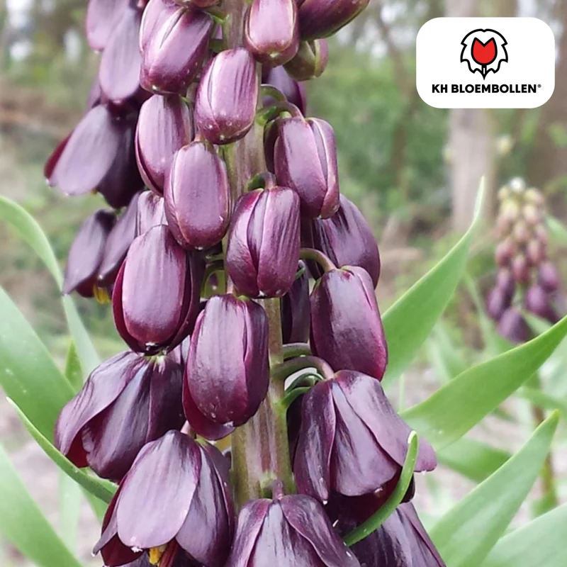 Fritillaria Lila Favorit – 5 Zwiebeln | Purpurne Glockenblüten