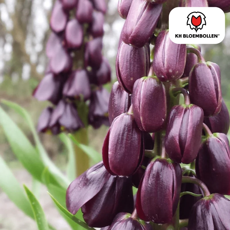 Fritillaria Lila Favorit – 5 Zwiebeln | Purpurne Glockenblüten