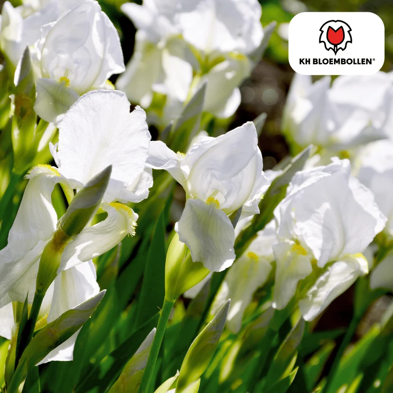 Iris Alaska – 25 Zwiebeln | Weiße Holländische Schwertlilie