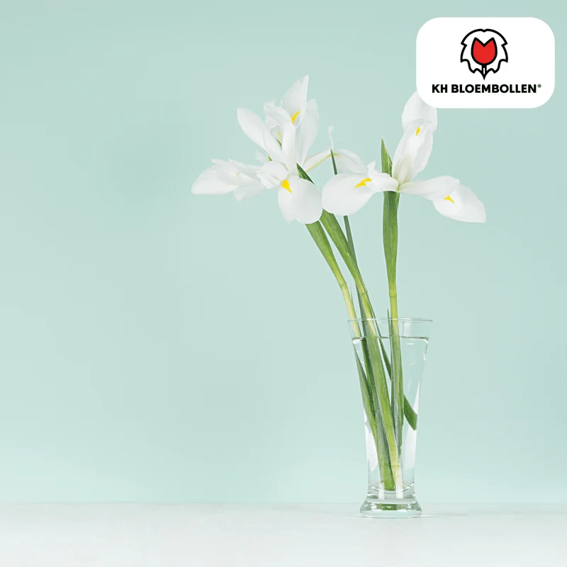 Iris Alaska – 25 Zwiebeln | Weiße Holländische Schwertlilie