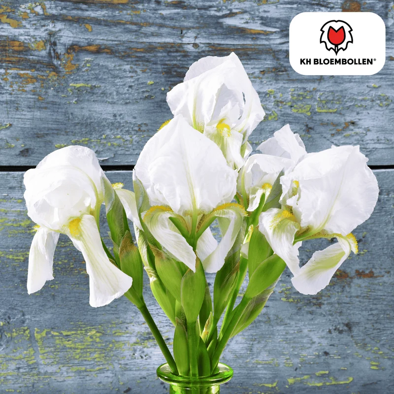 Iris Alaska – 25 Zwiebeln | Weiße Holländische Schwertlilie