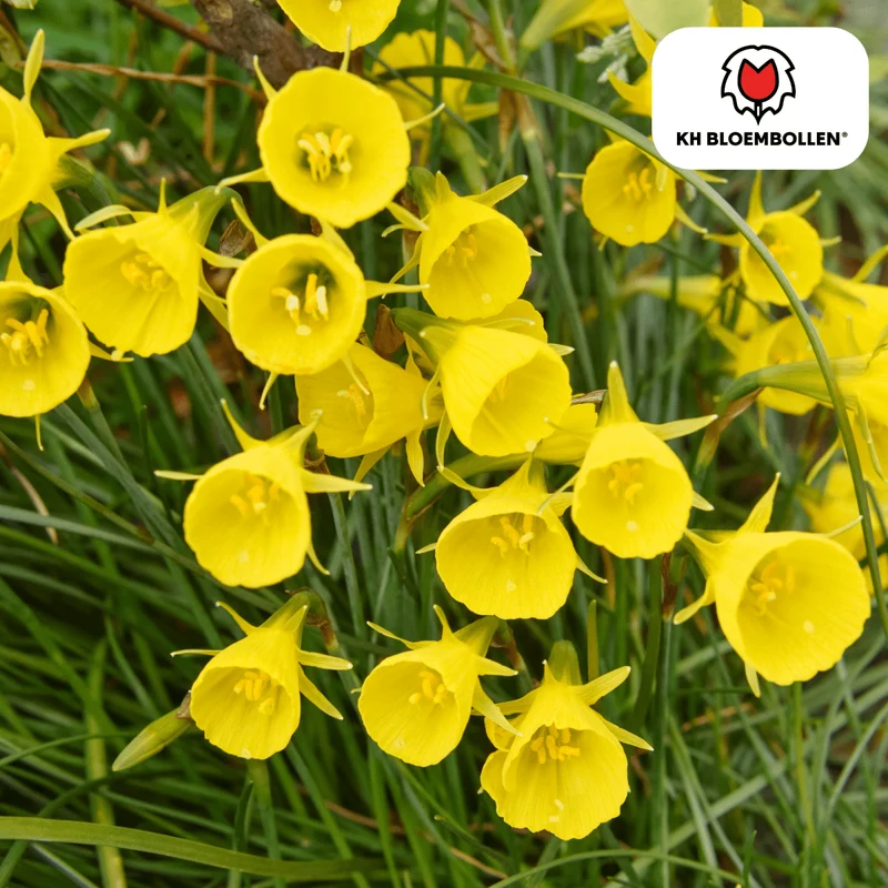 Narzissen 'Golden Bells' kaufen – 25 Stück | Reifrock-Narzisse, goldgelb & verwildernd