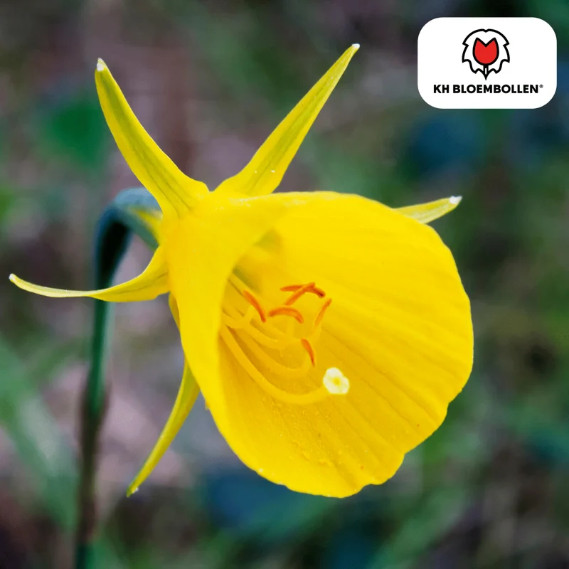 Narzissen 'Golden Bells' kaufen – 25 Stück | Reifrock-Narzisse, goldgelb & verwildernd