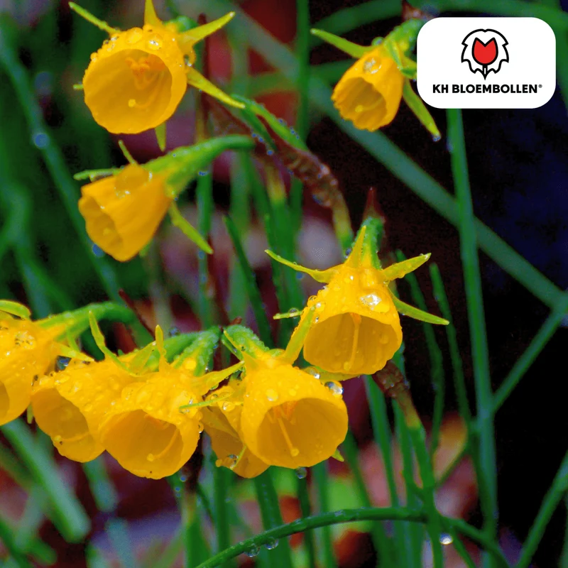 Narzissen 'Golden Bells' kaufen – 25 Stück | Reifrock-Narzisse, goldgelb & verwildernd