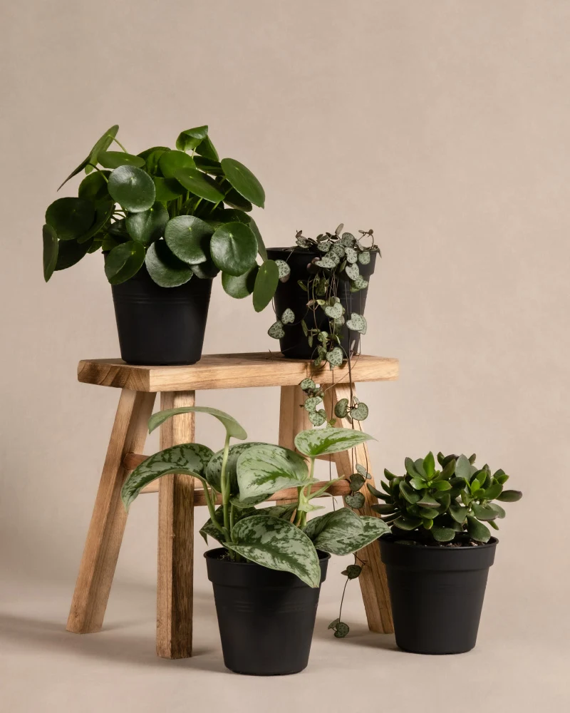 Pflanzen-Set fürs Regal