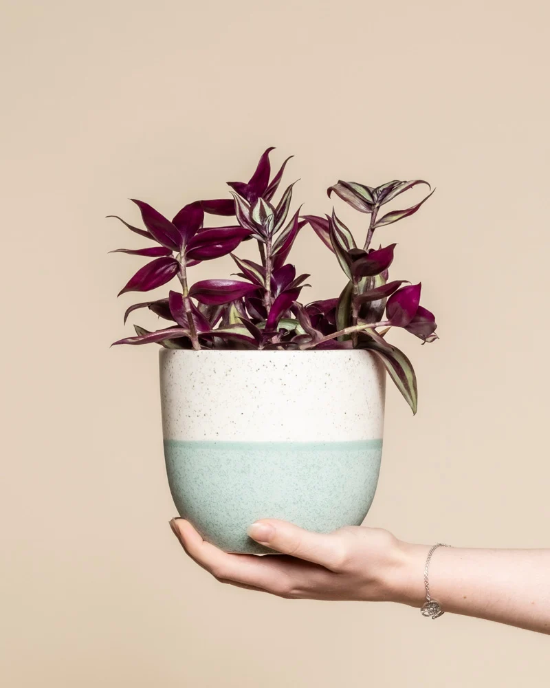 Tradescantia zebrina • feey