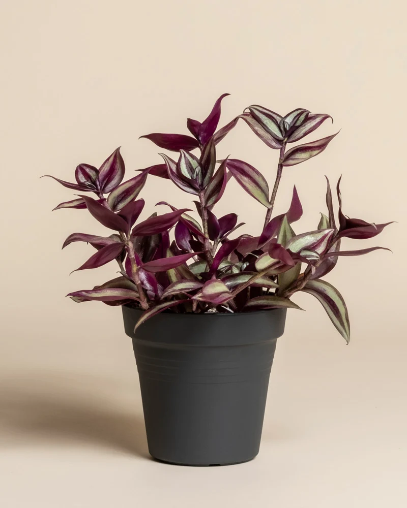 Tradescantia zebrina • feey