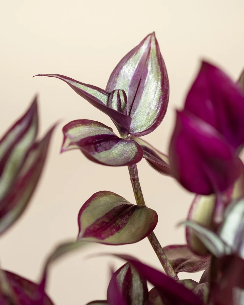 Tradescantia zebrina • feey