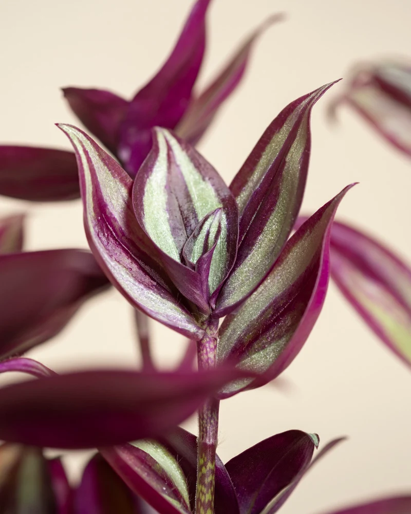 Tradescantia zebrina • feey