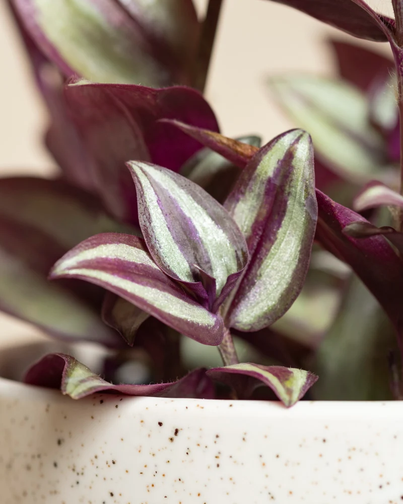 Tradescantia zebrina • feey