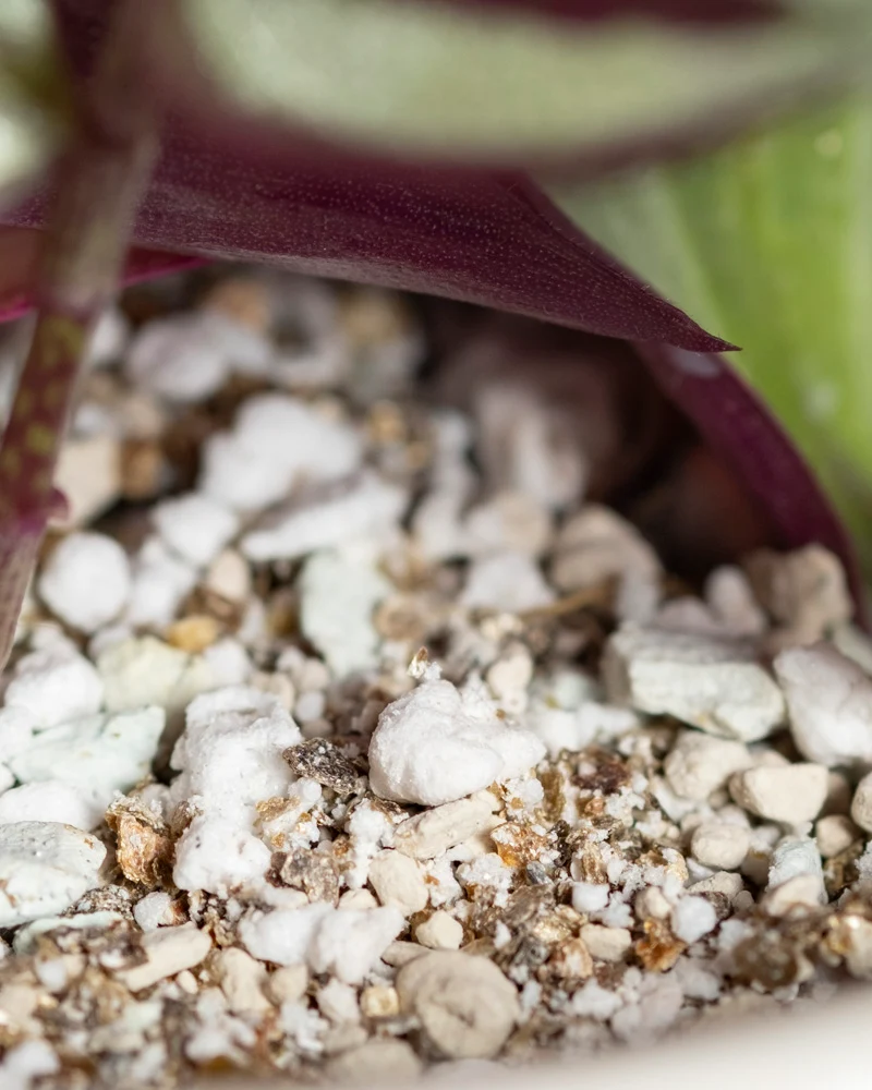 Tradescantia zebrina • feey