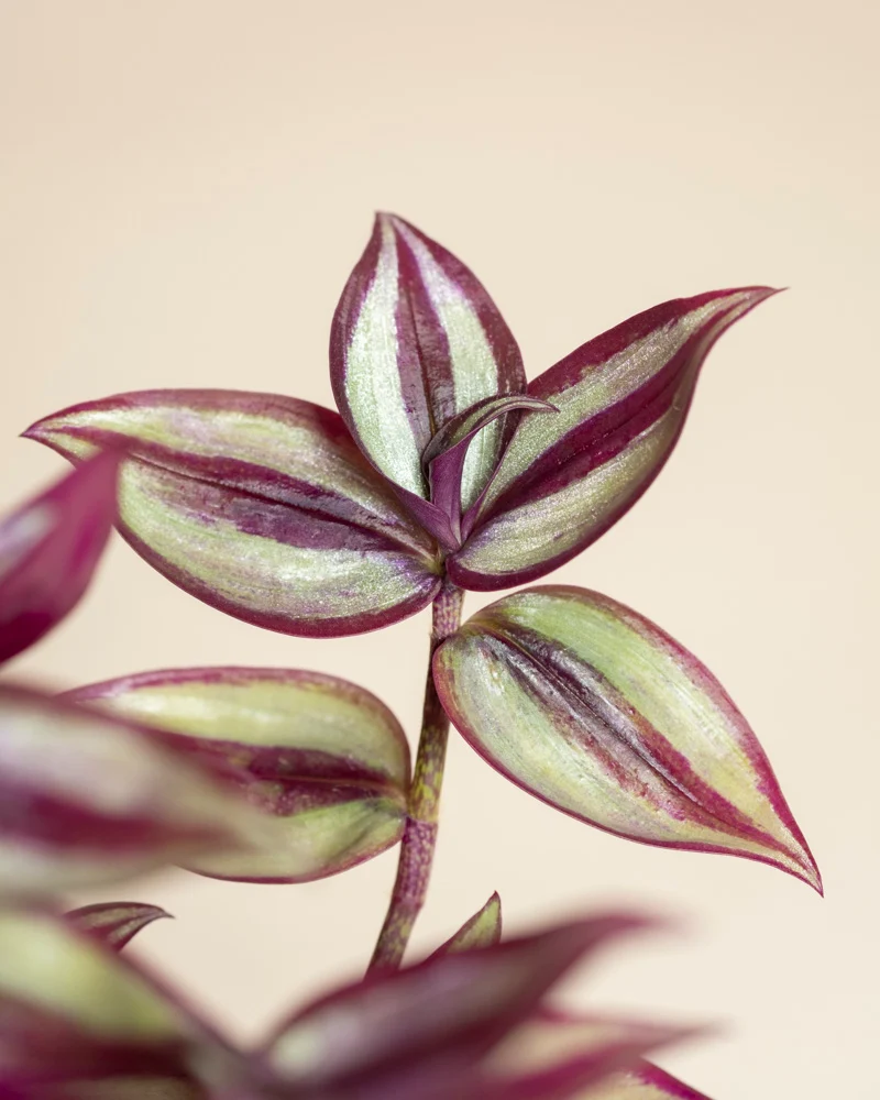 Tradescantia zebrina • feey