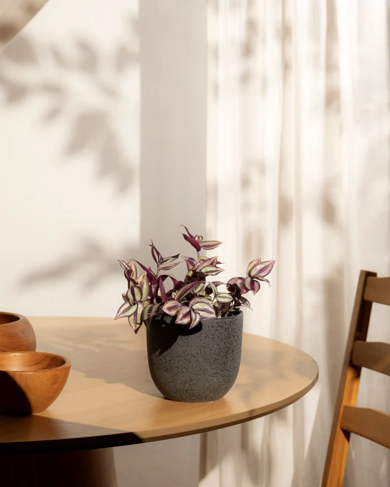 Tradescantia zebrina • feey