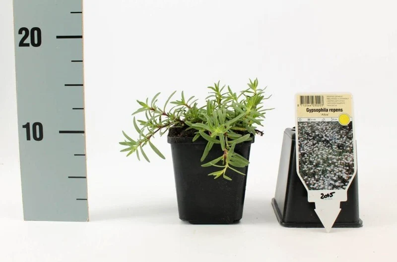 Polster-Schleierkraut 'Alba' (Gypsophila repens) – Weißer Bodendecker – 5–10 cm – 6er/12er-Set