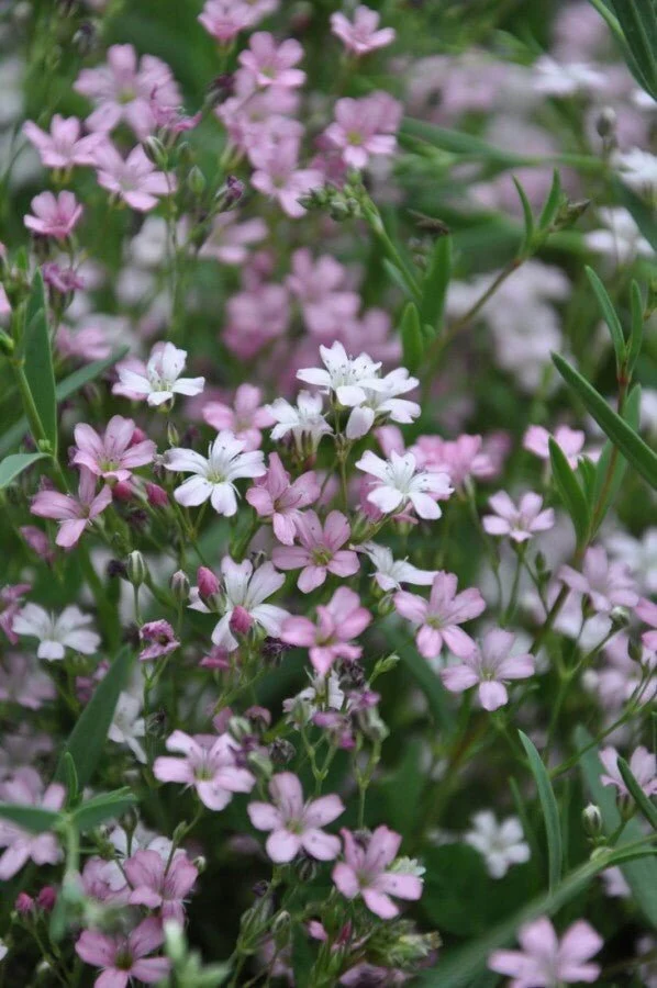 Garten-Schleierkraut 'Rosea' (Gypsophila repens) – Rosa blühender Bodendecker – 5–10 cm – 6er/12er-Set