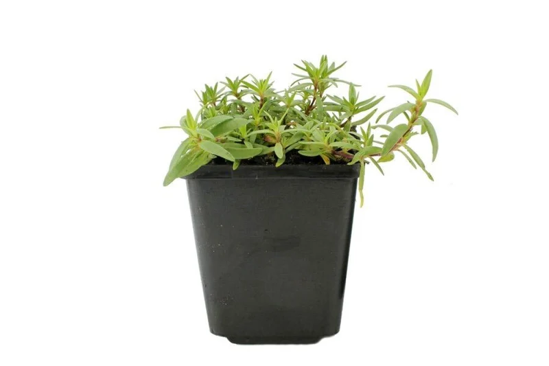 Garten-Schleierkraut 'Rosea' (Gypsophila repens) – Rosa blühender Bodendecker – 5–10 cm – 6er/12er-Set