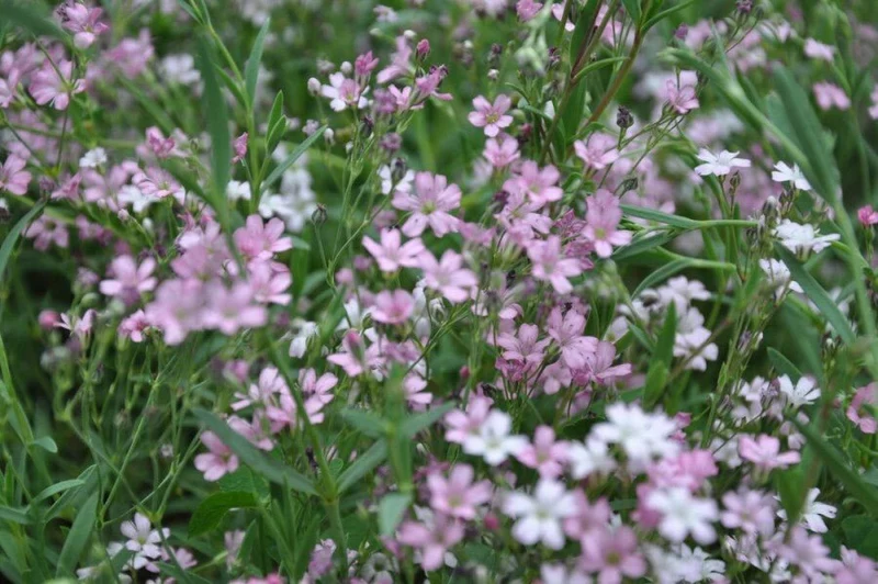 Garten-Schleierkraut 'Rosea' (Gypsophila repens) – Rosa blühender Bodendecker – 5–10 cm – 6er/12er-Set