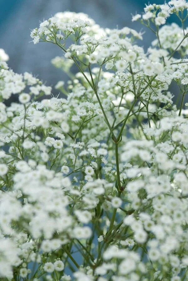 Schleierkraut 'Schneeflocke' (Gypsophila paniculata) – Reichblühende Sorte – 5–10 cm – 6er/12er-Set