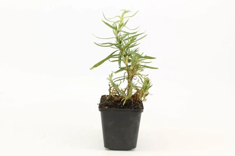 Schleierkraut 'Schneeflocke' (Gypsophila paniculata) – Reichblühende Sorte – 5–10 cm – 6er/12er-Set