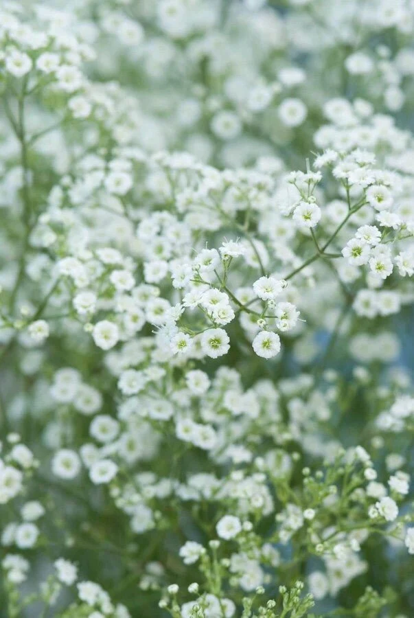 Schleierkraut 'Schneeflocke' (Gypsophila paniculata) – Reichblühende Sorte – 5–10 cm – 6er/12er-Set