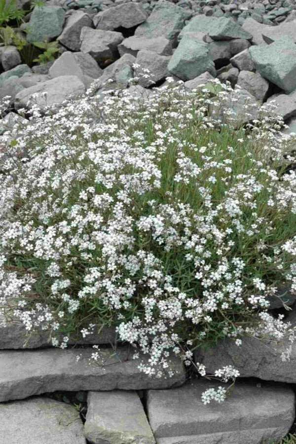 Schleierkraut (Gypsophila paniculata) – Luftige Schnittblumen-Staude – 5–10 cm – 6er/12er-Set