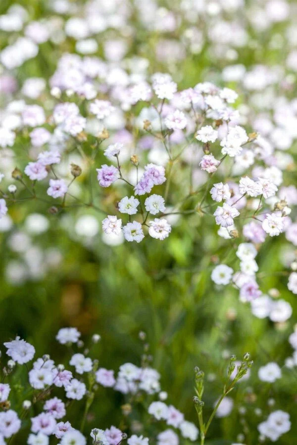 Schleierkraut (Gypsophila paniculata) – Luftige Schnittblumen-Staude – 5–10 cm – 6er/12er-Set