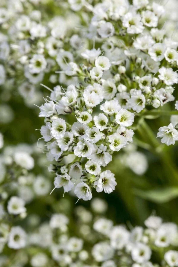 Schleierkraut (Gypsophila paniculata) – Luftige Schnittblumen-Staude – 5–10 cm – 6er/12er-Set