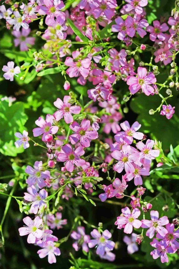 Kriechendes Gipskraut (Gypsophila repens) – Immergrüner Bodendecker – 5–10 cm – 6er/12er-Set