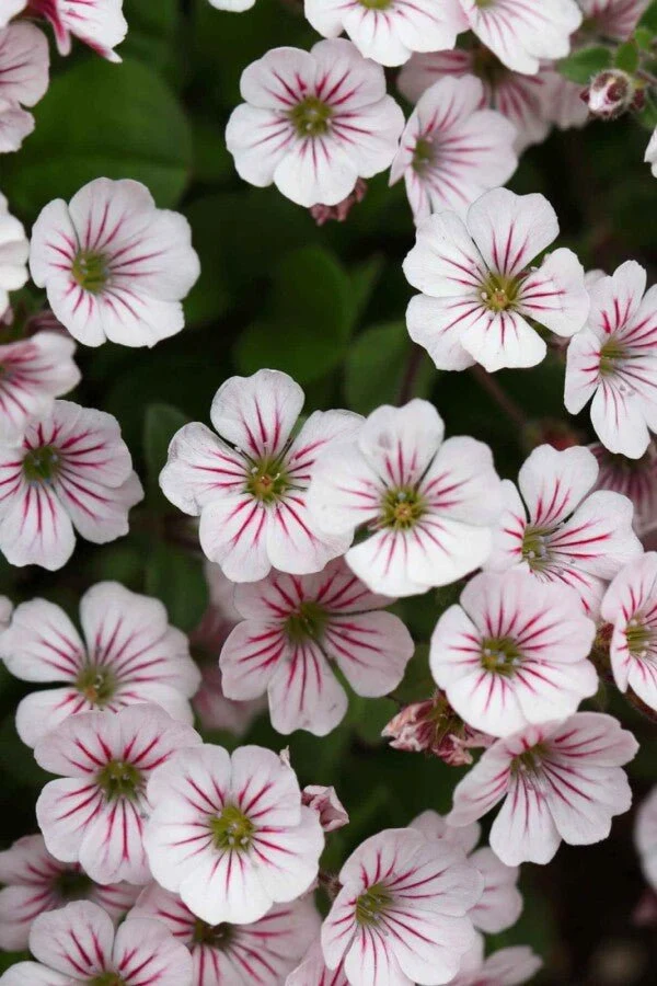 Teppich-Schleierkraut (Gypsophila cerastioides) – Kriechender Bodendecker – 5–10 cm – 6er/12er-Set