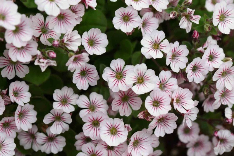 Teppich-Schleierkraut (Gypsophila cerastioides) – Kriechender Bodendecker – 5–10 cm – 6er/12er-Set