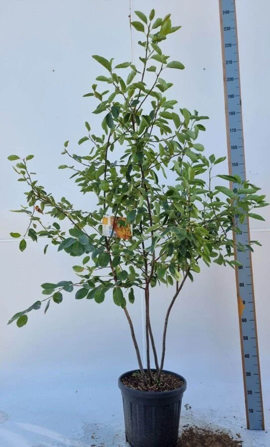 Kupfer-Felsenbirne (Amelanchier lamarckii) Mehrstämmig – 175–350 cm – Topf/Ballen