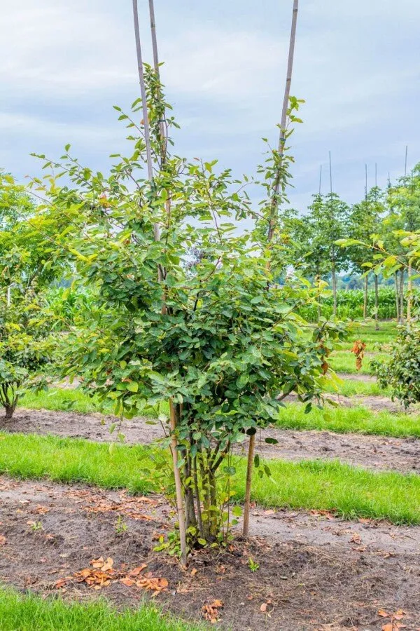 Kupfer-Felsenbirne (Amelanchier lamarckii) Mehrstämmig – 175–350 cm – Topf/Ballen