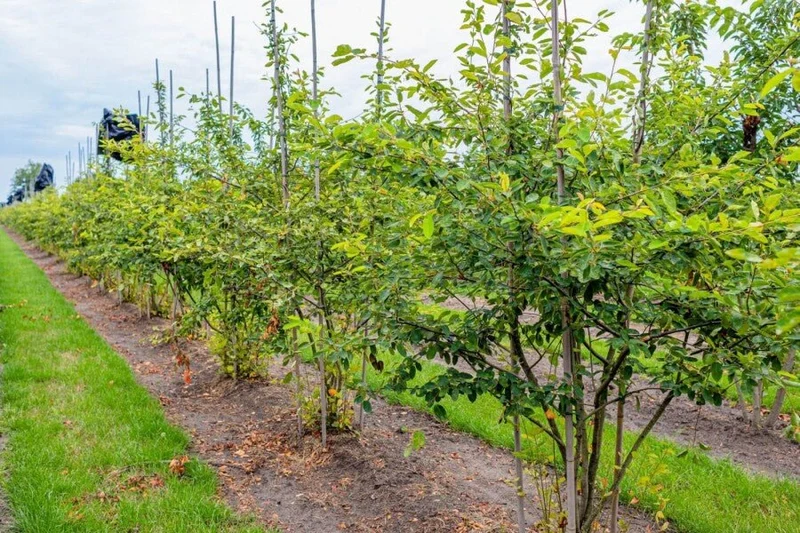 Kupfer-Felsenbirne (Amelanchier lamarckii) Mehrstämmig – 175–350 cm – Topf/Ballen