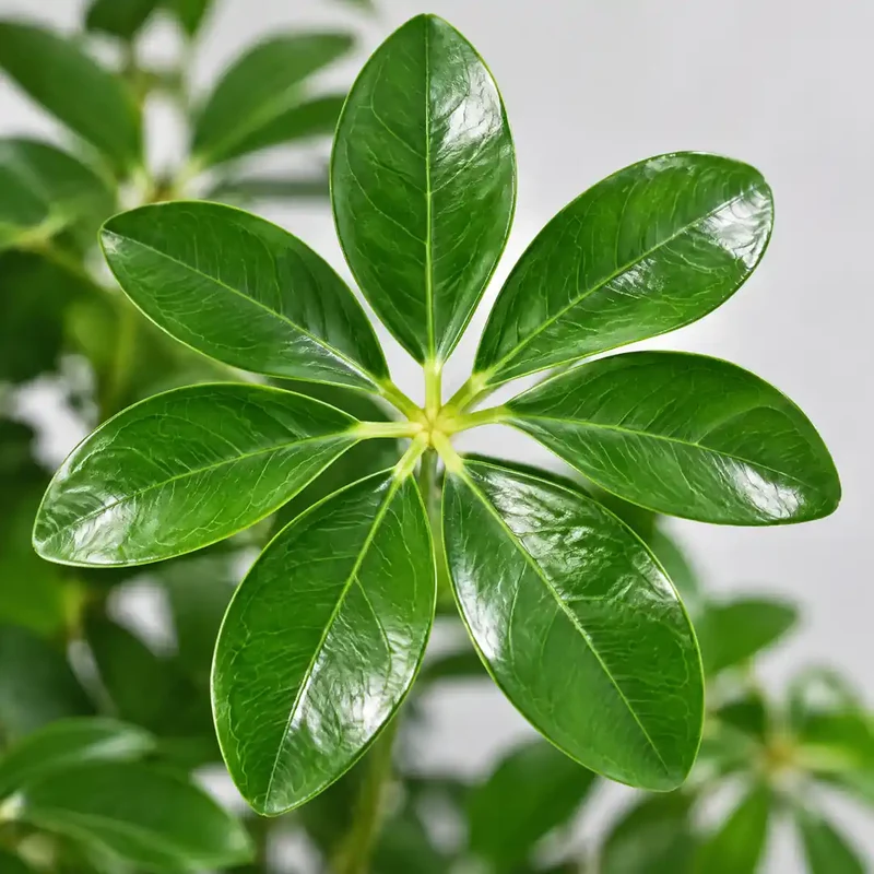 Kunstpflanze groß – künstliche Schefflera, 120 cm im Topf