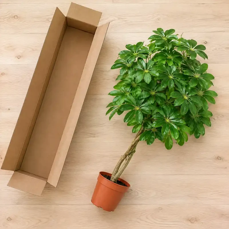 Kunstpflanze groß – künstliche Schefflera, 120 cm im Topf