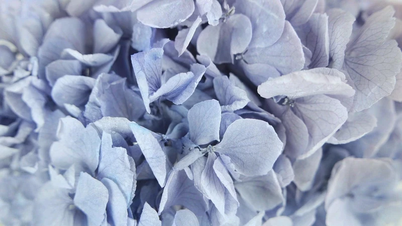 Konservierte Hortensie Kiara - 1 Kopf - Ice blue