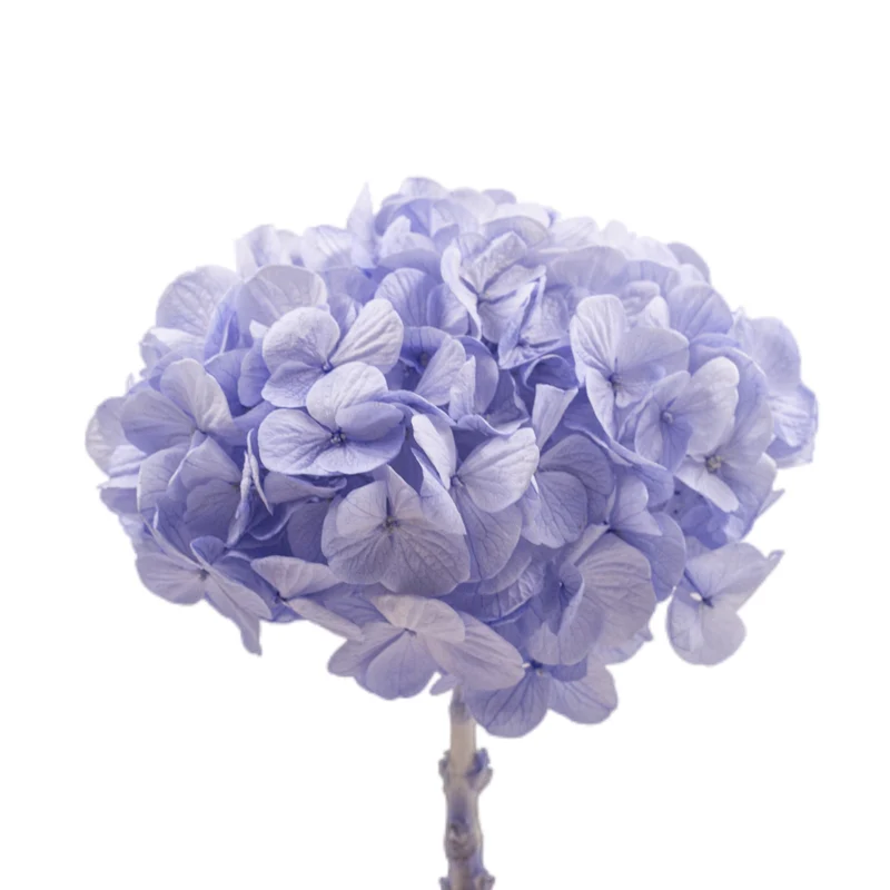 Konservierte Hortensie Kiara - 1 Kopf - Ice blue