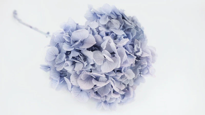 Konservierte Hortensie Kiara - 1 Kopf - Ice blue