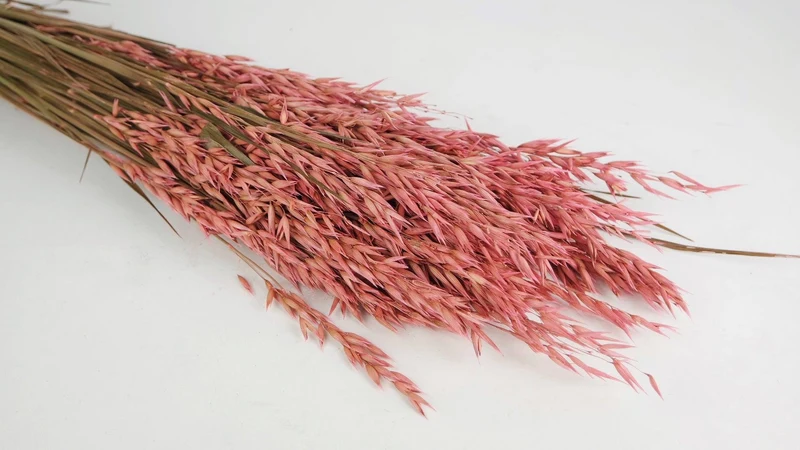 Hafer getrocknet - 1 Bund - Grenadine