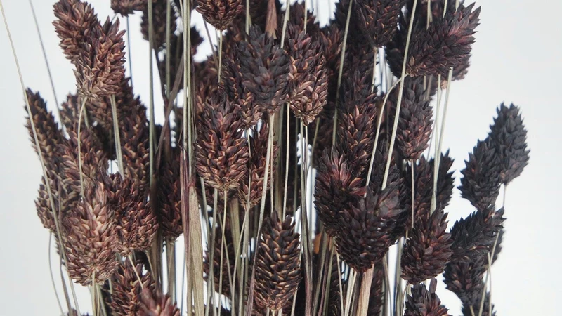 Phalaris getrocknet - 1 Bund - Deep brown